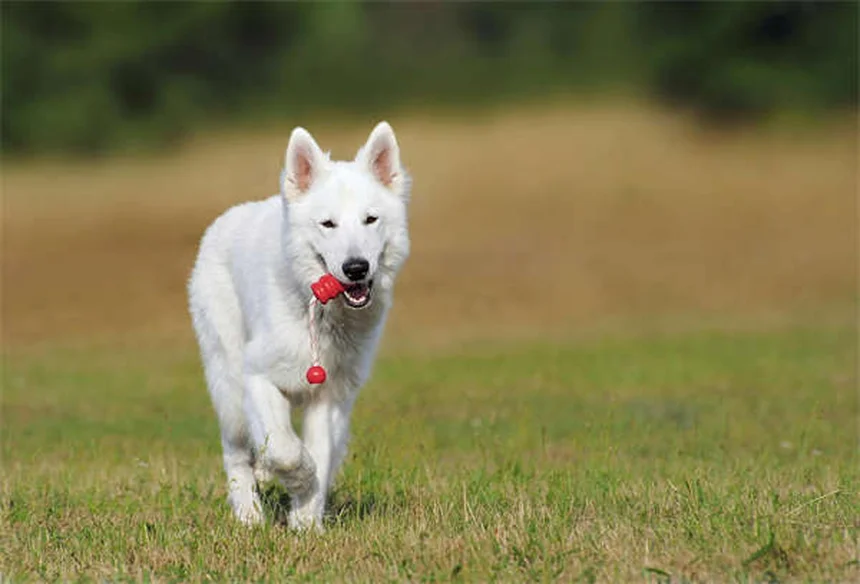 Insulinoma en perros: síntomas, tratamiento y cómo ayudar a tu mascota