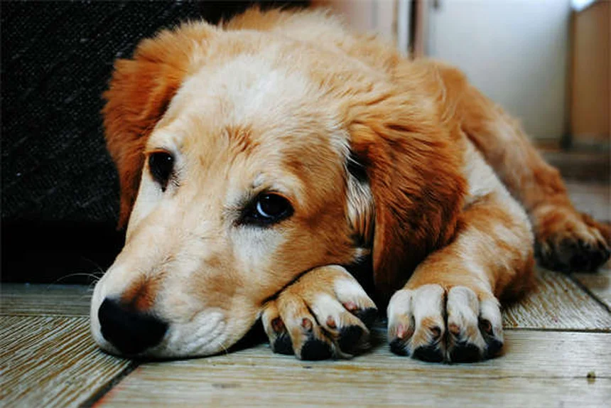 ¿Comprar una rata como mascota para nietos? Mi experiencia loca