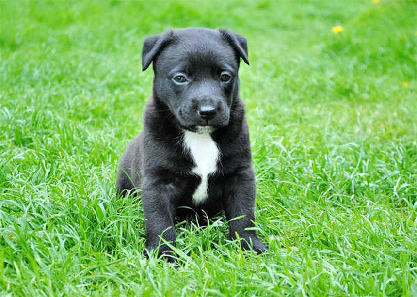 ¿Comprar una rata como mascota para nietos? Mi experiencia loca