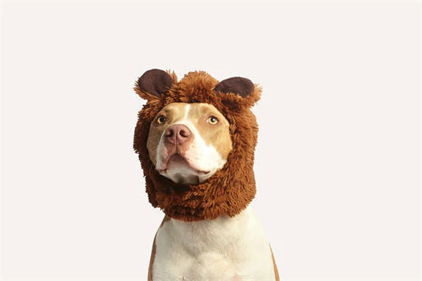 Los 5 tipos de hámsters más populares como mascotas en 2024