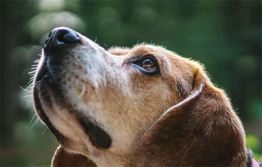 Cytopoint para perros: Alivio rápido del picor por alergias
