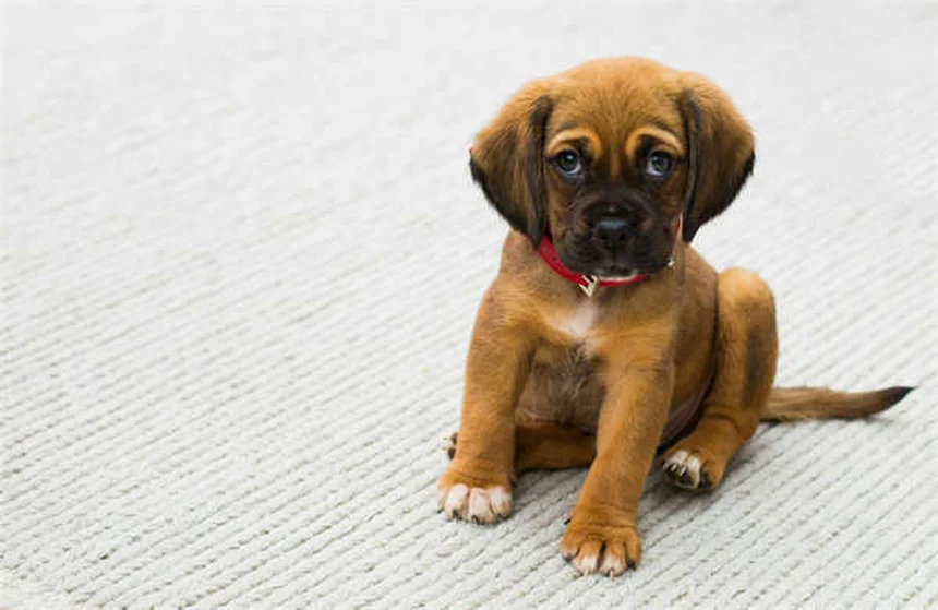Cytopoint para perros: Alivio rápido del picor por alergias
