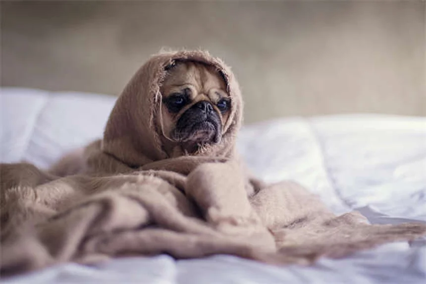 Aceite de pescado para perros: beneficios y cómo elegir el mejor
