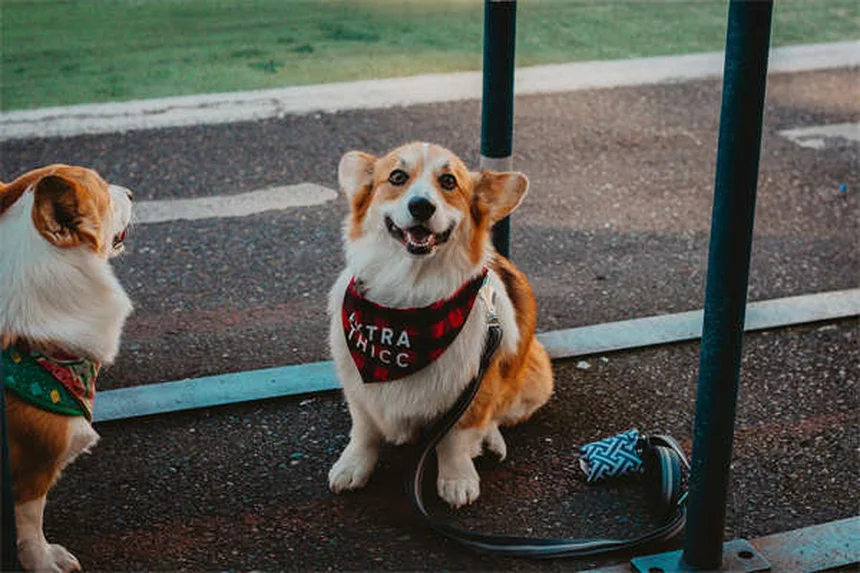Cáncer de pulmón en perros: síntomas, tratamiento y esperanza de vida