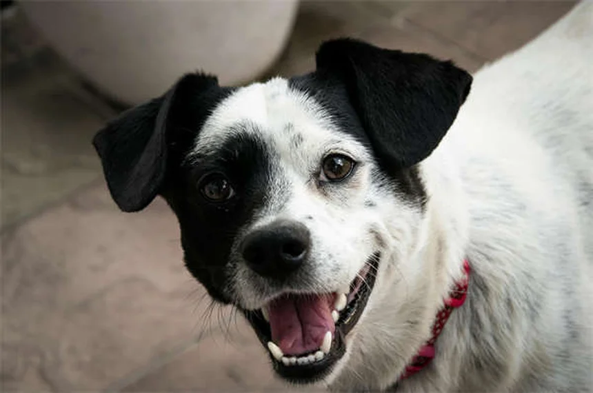 20 razas de perros raros que no conocías y te sorprenderán