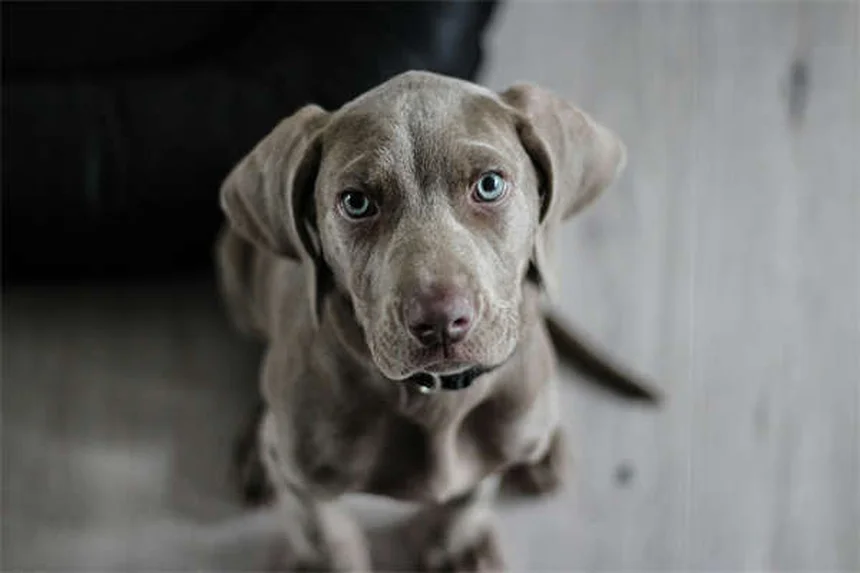 Vetmedin para perros: Guía completa sobre sus usos y beneficios