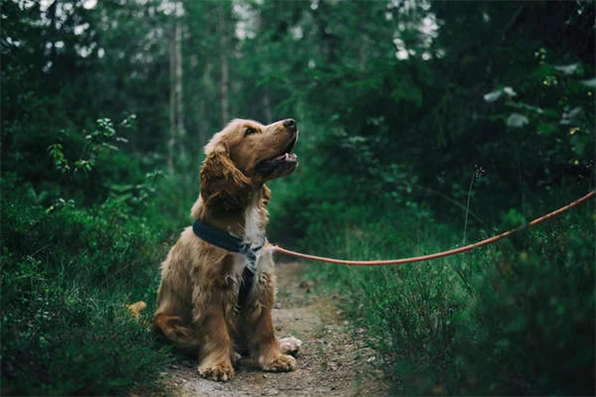 5 verdades sobre tener conejos como mascotas que debes conocer