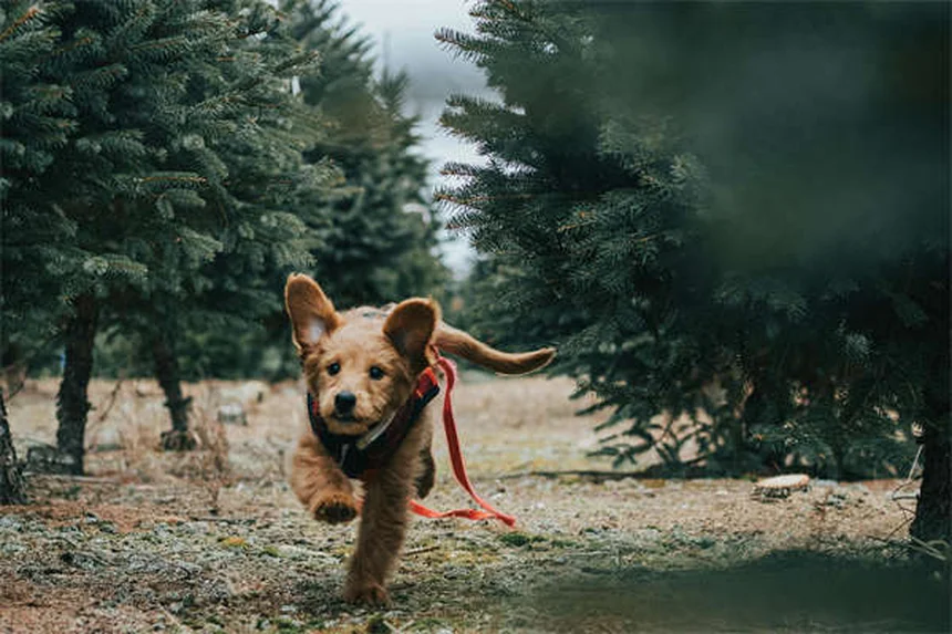 Remedios caseros para perros: soluciones seguras aprobadas por veterinarios