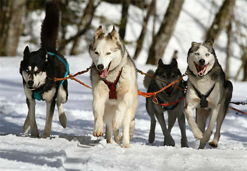 Problemas de glándulas anales en perros: soluciones y prevención