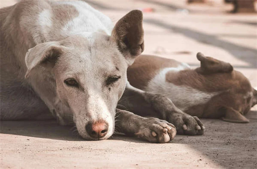 5 riesgos de la anestesia en mascotas que todo dueño debe conocer