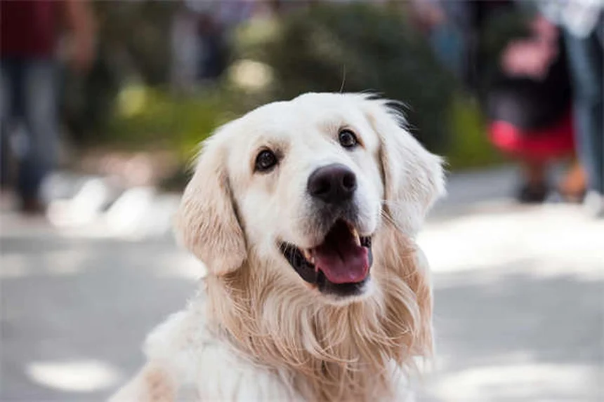 Bigotes de perro: ¿Para qué sirven y por qué nunca debes cortarlos?