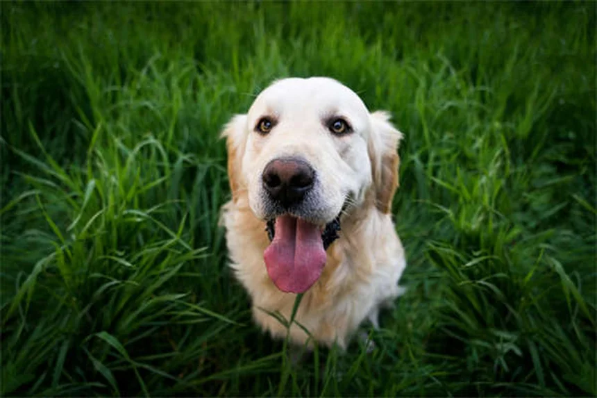 Cómo cuidar a un perro trípode: guía completa para una vida feliz