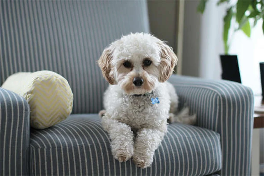 Fluconazol para perros: Guía completa sobre usos y efectos