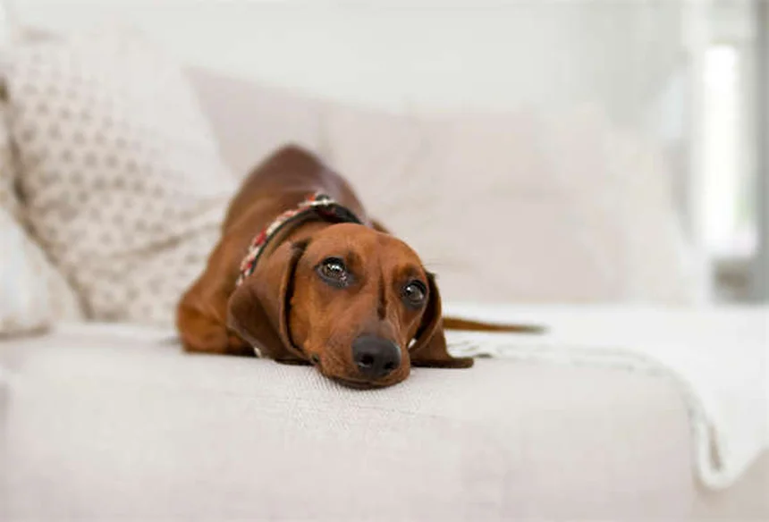 ¿Los perros sienten celos? Descubre las señales y cómo manejarlo