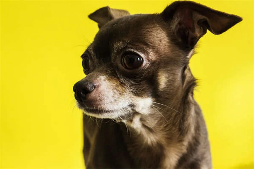 Perros tímidos: 7 claves para ayudar a tu mascota introvertida