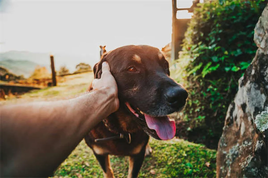 Quistes orales en perros: síntomas, tratamiento y prevención