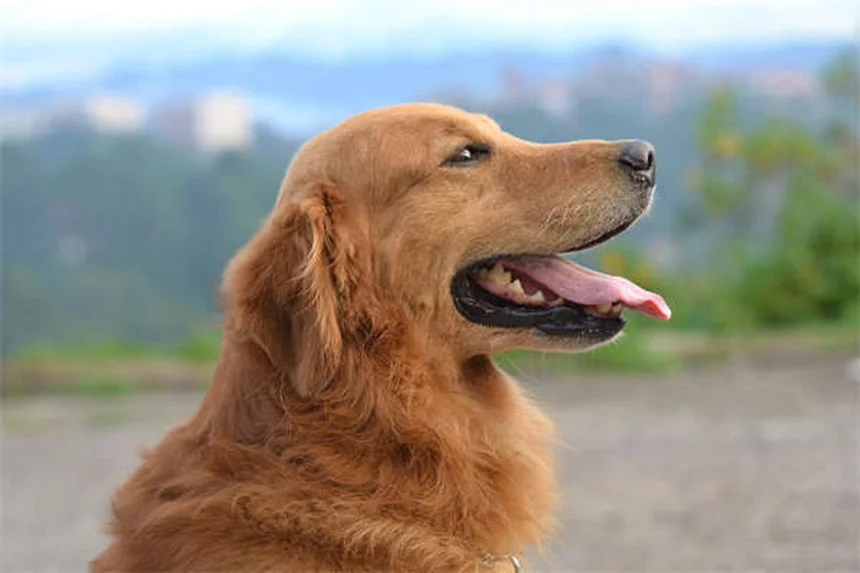 Caspa en perros: causas y soluciones efectivas para eliminarla