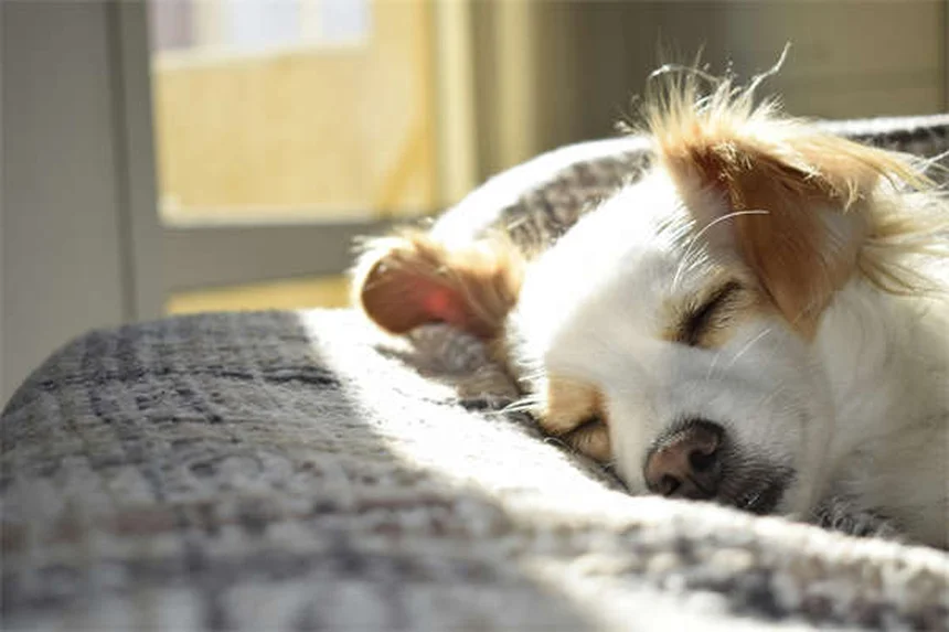 10 Consejos para pasear a tu perro en verano de forma segura