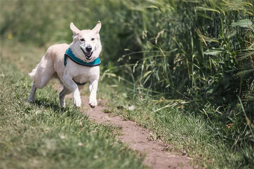 10 Consejos para pasear a tu perro en verano de forma segura