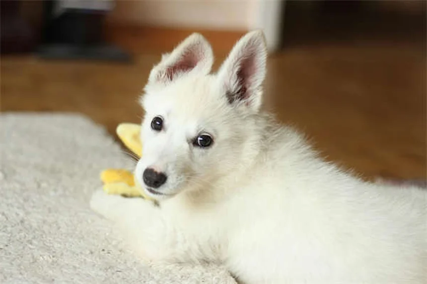 Todo sobre la taurina para perros y gatos: beneficios y guía completa