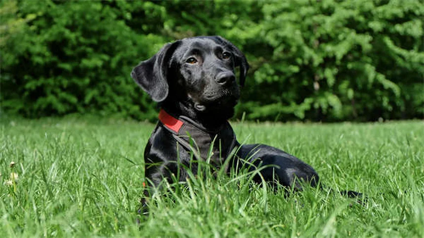 Todo sobre la taurina para perros y gatos: beneficios y guía completa