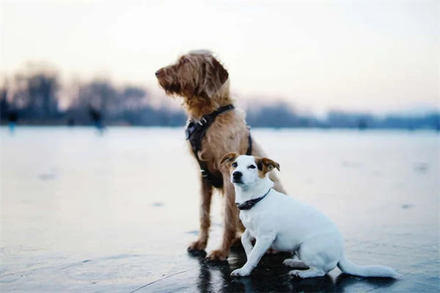 ¿Por qué los perros se revuelcan en el césped? 5 razones sorprendentes