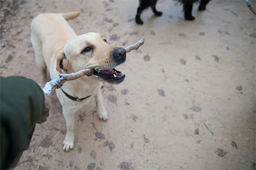 ¿Por qué los perros se revuelcan en el césped? 5 razones sorprendentes